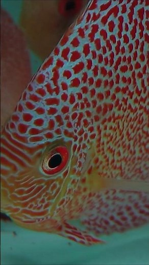 Discus Fish Store 🫡 | Discus Fish Store 🐠