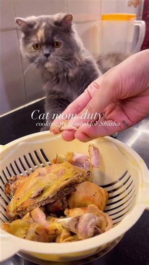 Cat mom duty: cooking fresh meal for Shasha #nainapearl2 #clickyouridea #lifeistolearnooo #catfood