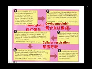 Form 3 Science Chapter 2 Respiration part 4