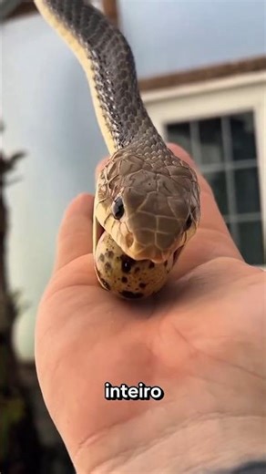 Conheça a cobra mais LÁ ELE do MUNDO! #bicho #animal #curiosidade