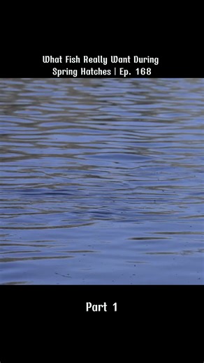 Spring Dry Fly Fishing Strategies for Successful Hatches