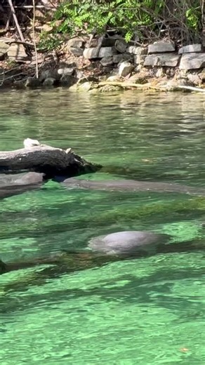 Manatee, emerald water, beautiful Blue Spring State Park, Florida