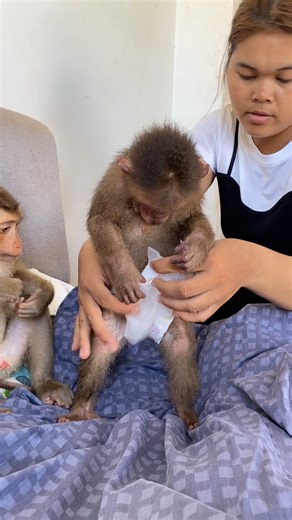 71K views · 854 reactions | When Monkeys Become Family  #HomeVibes #MonkeyLife | Monkey Fans | Facebook