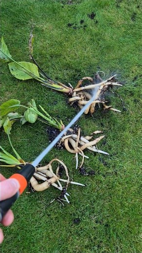 Strelitzia Reginae have crazy roots! 🌴 #tropicalgarden