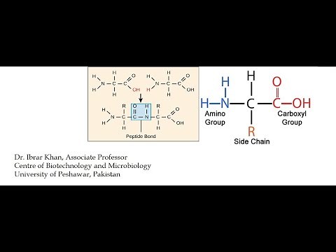 Importance of Reading Protein Sequences from N to C Terminus