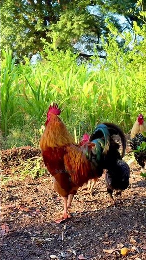 Majestic Rooster Walking Through a Peaceful Village Morning #villagelife #rooster
