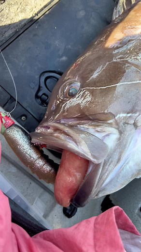 Monster 💪🏼🐟 #fy #fyp #fypシ #fypage #fypシ゚viral #fypdongggggggg #mpesfypgamw #viral #viralvideo #fishing #fishinglife #fishingtiktoks #kayak #kayakfishing #huge #hugefish #grouper #hobie #hobiefishing #sea #sealife