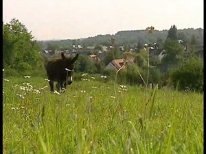 Documentaire Animalier - L'ane