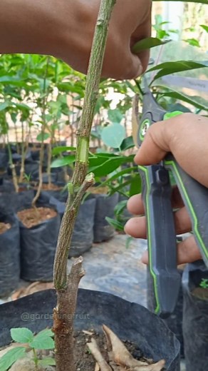 citrus grafting tips on rootstock & feeding seedlings #innesto #fruitgarden #graftingtips #plantbased | GardeningFruit