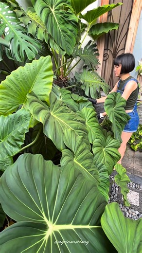 Ayrin Andriany on Instagram: "Untuk tanaman2 di rumah, aku berikan produk perawatan organik.. begitu juga dengan perawatan tubuh, aku selalu pilih yang berbahan dasar alami💚 Terutama untuk daerah keti kan area sensitif, salah produk bisa mengakibatkan bau tak syedap kawan 🤭 Makanya skg aku pake deodorant dari @lanatura.id yang berbahan alami, tanpa alkohol dan paraben, trus wanginya lembut dan seger bgd!😍 Cuz cobain yaa.. link nya di bio aku no 42-44 💜💛💚 . . . #naturalbodycare #naturaldeod