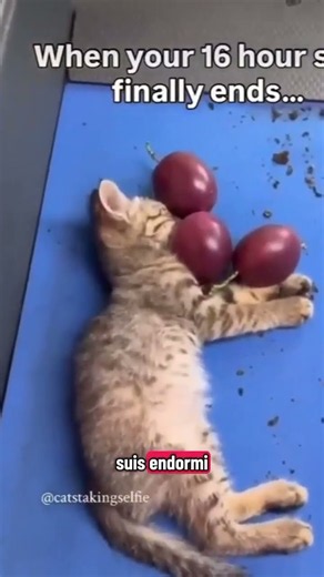 Ce chat est un agent secret en mission 🕵️ ♂️