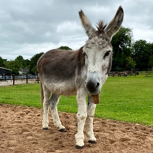 Our lovable Claremorris has taken up a new and entertaining habit of letting his tongue hang out, waving freely in the breeze! 👅🤣 This quirky behaviour has been entertaining not only his grooms but our visitors too. | The Donkey Sanctuary Ireland