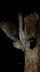 54K views · 460 reactions | Little Owl Flying out #owl #little #bird #flying #noctua #athene #nest #nature #wildlife HA21033 | HAWI Studios | Facebook