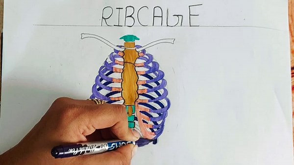 How to draw Human Ribcage Diagram // Ribcage Diagram Drawing easy //Science diagram drawing #ribcage