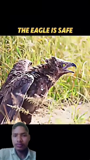 snake vs tiger #short #animals #viral #tending video😱😱