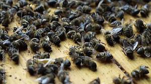Many dead bees in the hive, close up. Colony collapse disorder. Starvation, pesticide exposure, pests and disease