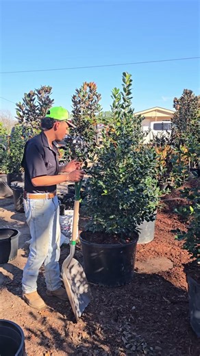 potting up nelly R Stevens hollies. they will be ready next summer at avive tree farm in canton tx.