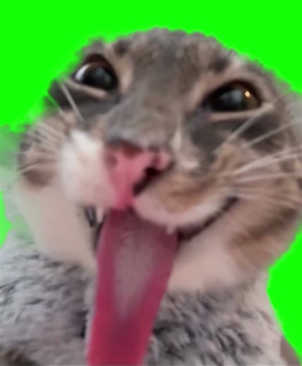 Cat Sticking his Tongue Out meme - Green Screen