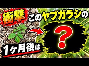 目からうろこの雑草対策｜世界一簡単にヤブガラシを駆除する方法