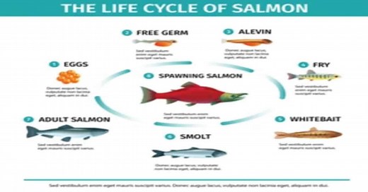 Salmon Life Cycle - Learn About Nature