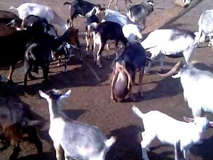 Elephantitis of the goat balls