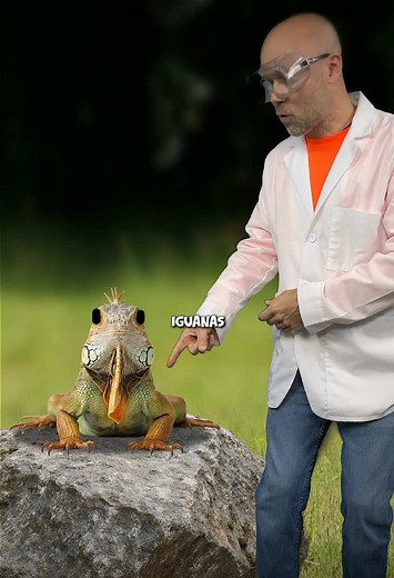 Iguana Facts & The Third Eye