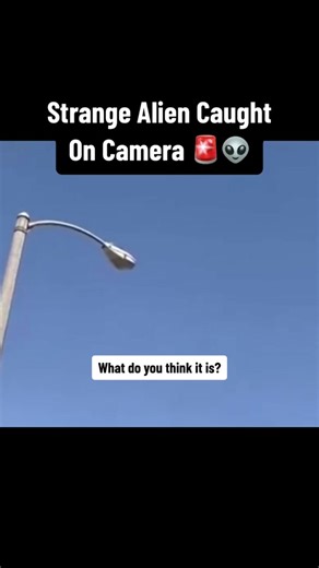 Strange Aliens of Tiktok #alien #tiktok #strange #fyp #foryou #weird via:hallucinationhippies