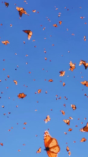 Textile Design and Designers Platform on Reels