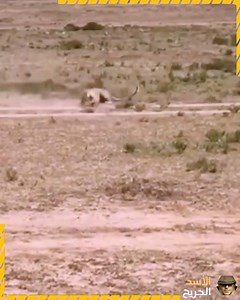 17K views · 101 reactions | Fierce confrontations between animals #AnimalFights #WildEncounters #NatureBattles #AnimalShowdowns #WildlifeConflicts | Life’s Heartwarming Tales | Facebook