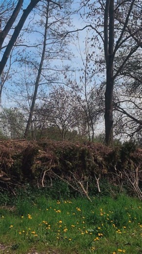 Is this already for the Easter bonfire in 2027?