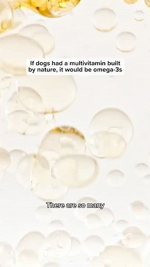 How do Omega-3s support dog health?