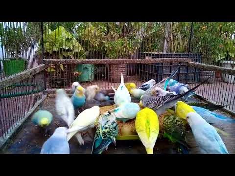 🧬 The Science Behind Rare Budgie Colors 🐦 Genetics Exposed!