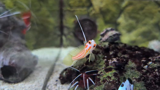 🐟✨ Yasha Goby – Tiny Fish, Big Personality! ✨🐟 Okay, I might be a little obsessed... but have you seen a Yasha Goby?? This little guy looks like it just walked off a red carpet. 🔥 Bright white body, fiery red stripes, and those goofy yellow eyes? 10/10 would watch again. 😂 The best part? 🦐 It pairs up with a pistol shrimp like a true underwater bromance. One digs, one watches the door – it's basically Finding Nemo meets The Odd Couple. 💥 Peaceful, reef-safe, and full of flair. 💤 Loves to