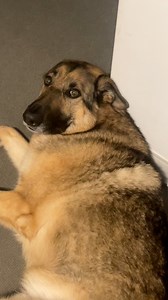 97K views · 3.8K reactions | Being a dog is pretty great | Best Boy Benson | Facebook