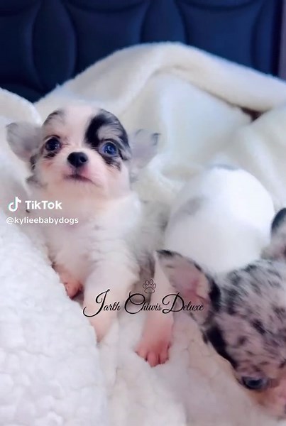 Adorable Blue Merle Chihuahua Puppies