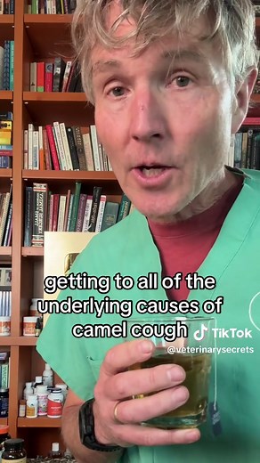 Effective Home Remedies for Kennel Cough in Dogs