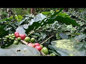 Java coffee farm