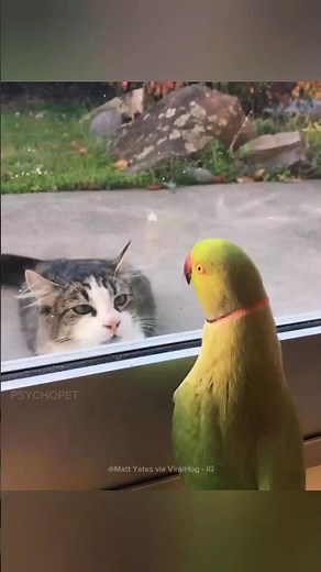 Parrot Plays Peekaboo with Cat 😺🦜#shorts