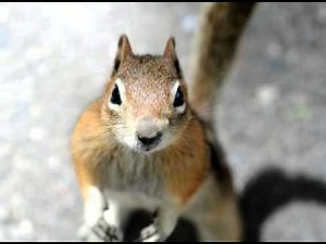 Chipmunk Facts - Facts About Chipmunks