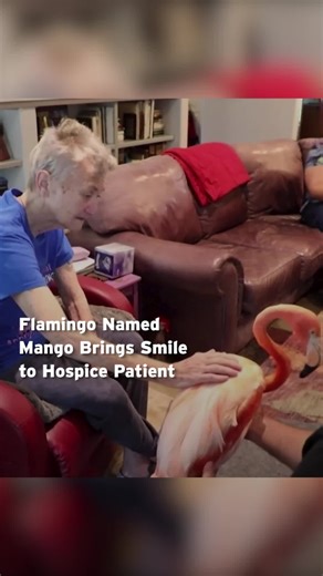 #Flamingo Named Mango Brings Smile to Hospice Patient ❤️