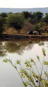 PSALM 91 - AFRIKAANS | Dr Arthur Frost