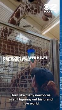 Newborn giraffe offers hope in conserving endangered species