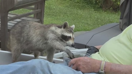 Studies show raccoons in big cities may not mind humans, can be domesticated