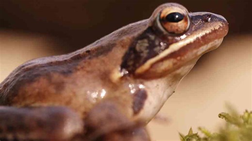 Watch this frog freeze in the snow and wake up months later