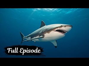 Shark Documentary | Inside the World of the Ocean’s Deadliest Hunters
