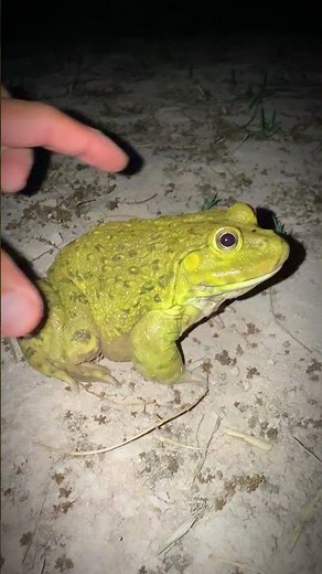 Catch Big frog jump so fun | Catching a Frog Wants to Laugh | Funny Boing Boing Outdoor