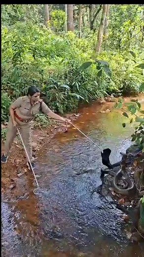 Kerala Forest Officer's Daring Rescue Of 16-Foot King Cobra Stuns Internet | NDTV