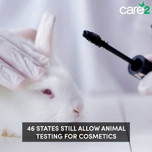 31K views · 1K reactions | Unfortunately, animals can still be used for testing in 46 states with no repercussions. bit.ly/2JFjN7X | Care2 | Facebook