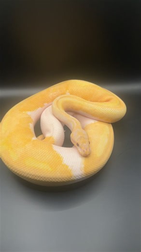 Male dreamsicle (lavender albino pied) ball python 🥎🐍 #ballpython #python #fyp #snake #reptile