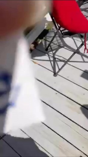 10K views · 194 reactions | Flash back 3yrs ago… Ohhhhh had to run from the office, I was watching these 2 going across the yard and come hang out under the bird feeders. The smaller one was keeping out of reach, then all of a sudden the bigger one made a fast bee line to the smaller one!!!! Not sure what he’s trying to accomplish. I split them up. 臘‍♀️臘‍♀️臘‍♀️臘‍♀️ | Crustacean Plantation | Facebook